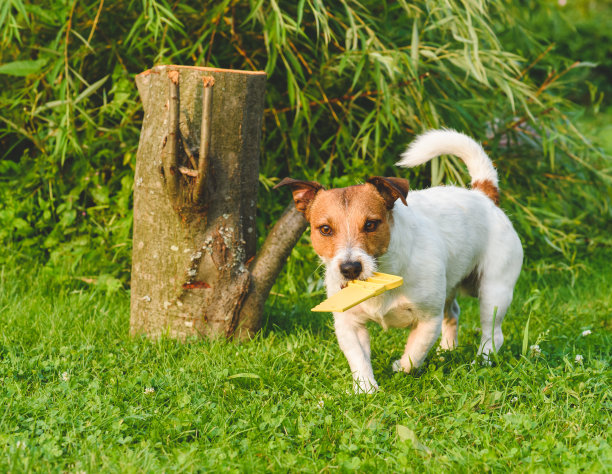 狗叼着玩具黄锯扮演樵夫角色图片下载
