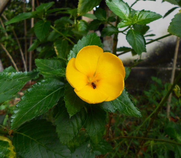 美丽的黄花和蜜蜂。图片下载
