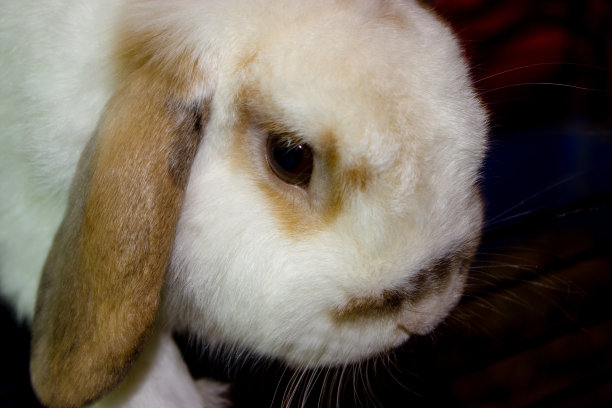 荷兰垂下的兔子图片下载