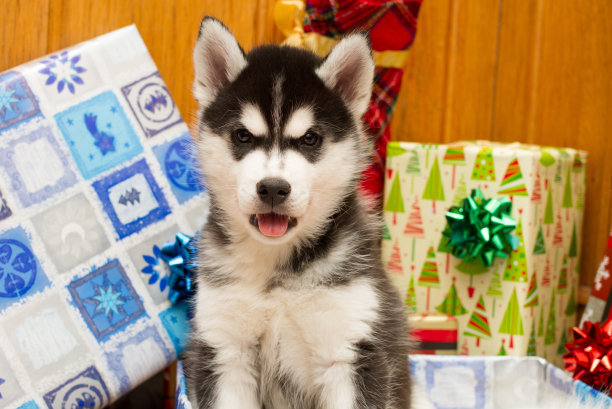 黑色哈士奇小狗素材图片