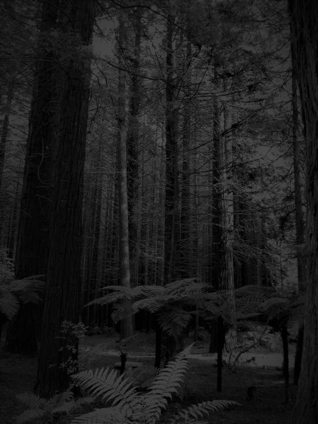 红木树图片下载