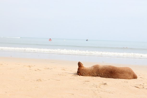 海滩上的狗图片下载