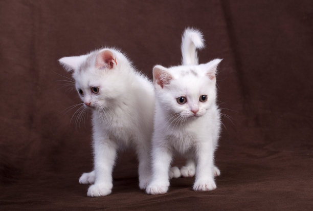 两只英国短毛猫图片下载