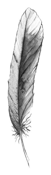 水彩黑白单色单羽孤立图片下载