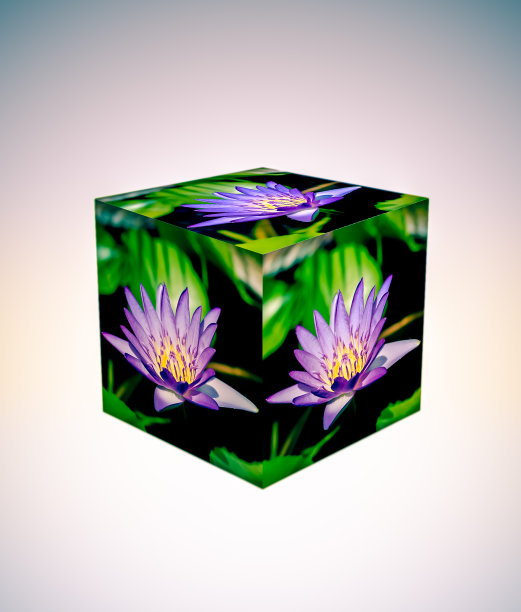 盒子立方体的紫莲花花在白色的背景图片下载