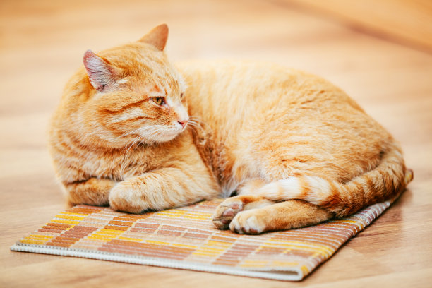 安静的橘红色虎斑猫雄性小猫在床上睡觉图片下载