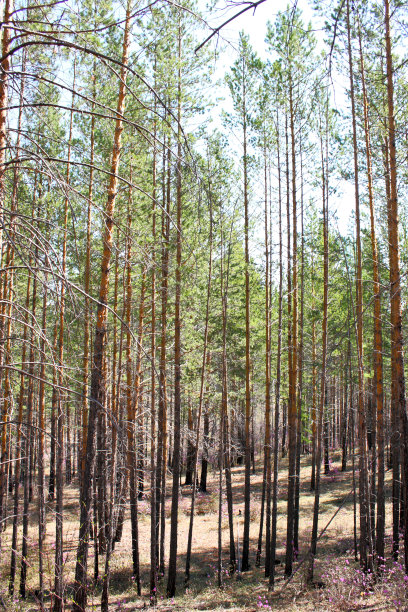 森林景观图片下载