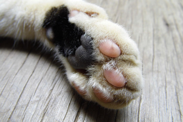 猫脚的特写图片下载
