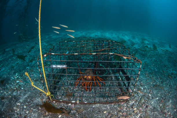 在加利福尼亚外的陷阱里的龙虾图片下载