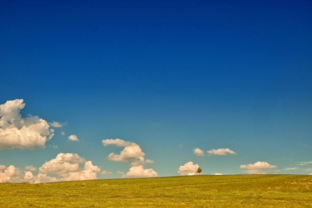 孤独的树图片下载