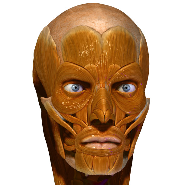 面部肌肉图片下载