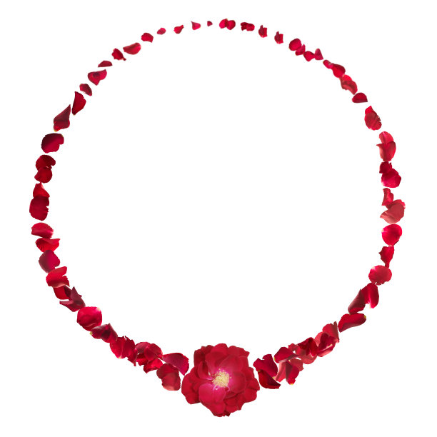 红玫瑰戒指图片下载