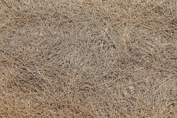 云杉针背景图片下载