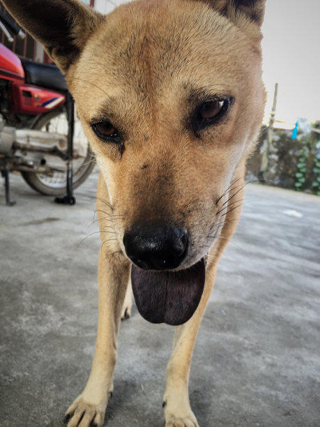 疲惫的狗耷拉着舌头图片下载