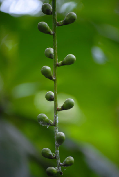 绿色的种子图片下载