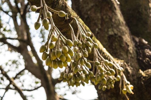 泰国花园的榴莲花蕾图片下载