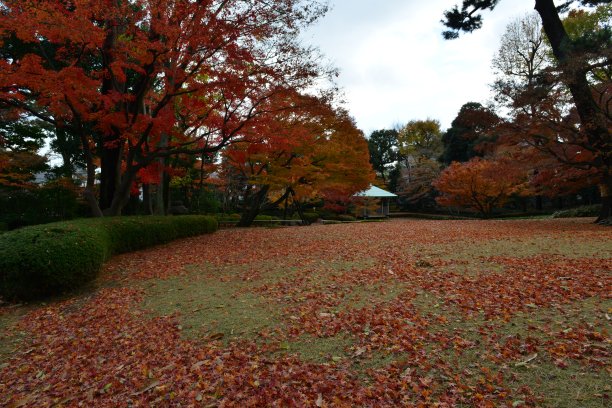 东京的秋色图片下载