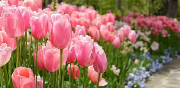 粉红色的花在花园里盛开。素材图片