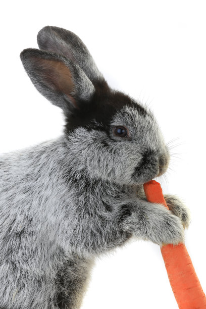 肖像的兔子图片下载