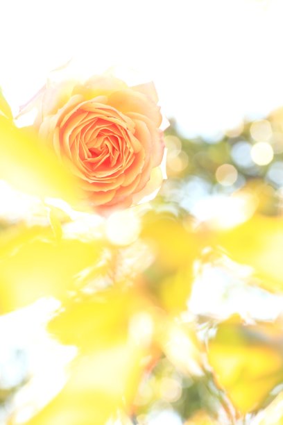 鲜艳的玫瑰图片下载