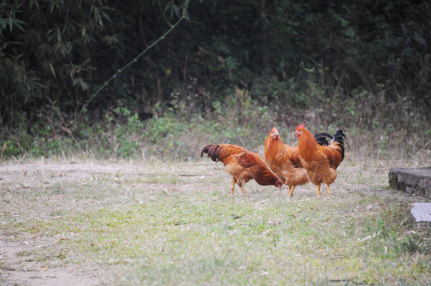 一群在农场外面自由放养的鸡。图片下载
