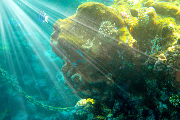 阳光透过红海的水珊瑚所产生的影响图片下载