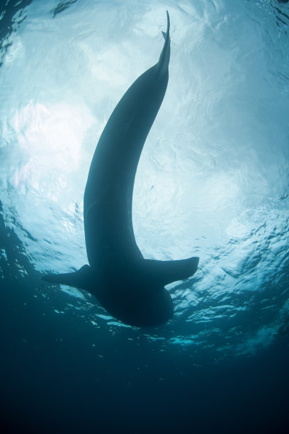 鲸鲨轮廓图片下载