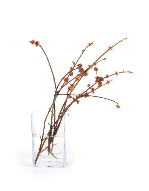 春天树枝孤立图片下载