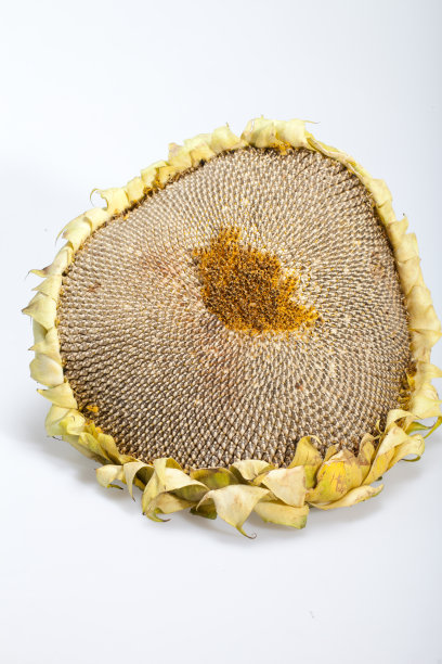 向日葵图片下载