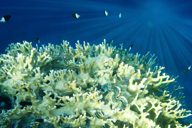 阳光在红海图片下载