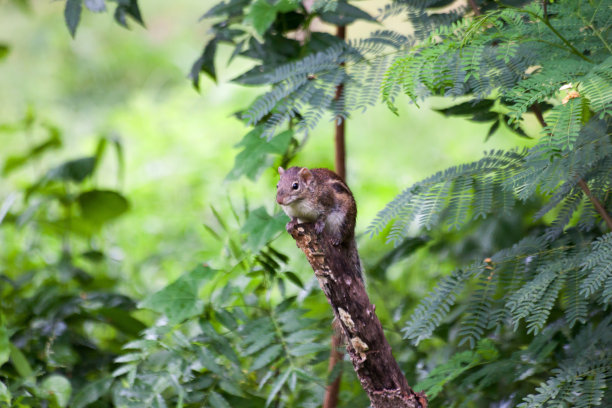 树桩上的松鼠图片下载