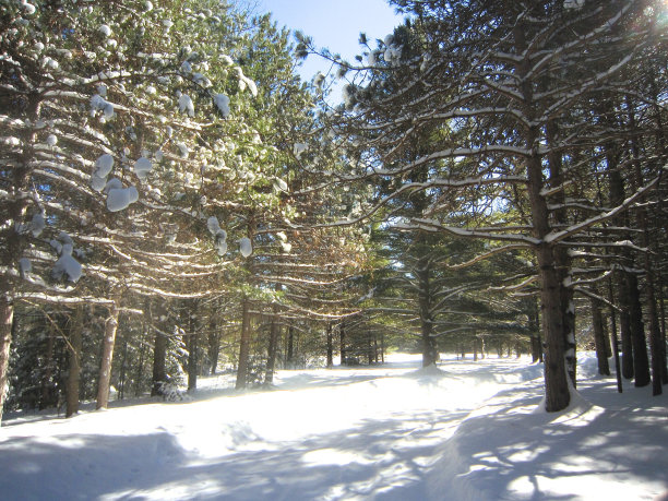 阿迪朗达克冬天有常青树和阴影图片下载