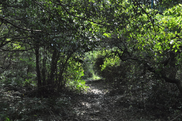 在森林深处尾随图片下载