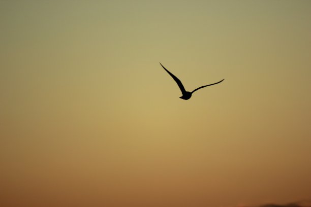 鸟的形状图片下载