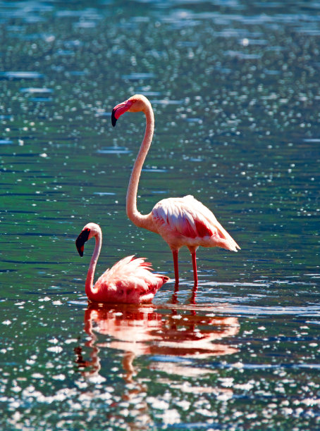 非洲的火烈鸟图片下载