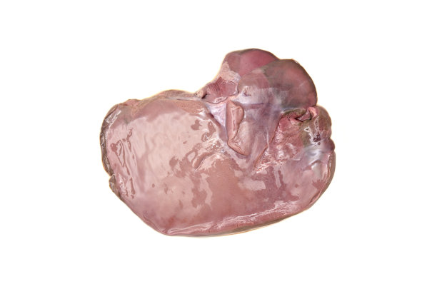 新鲜的粉红色生猪肝在孤立的白色背景上图片下载