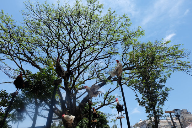 公鸡们站在柱子上参加笑鸡比赛图片下载