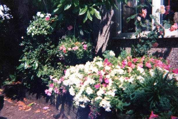 影子，树叶和花图片下载