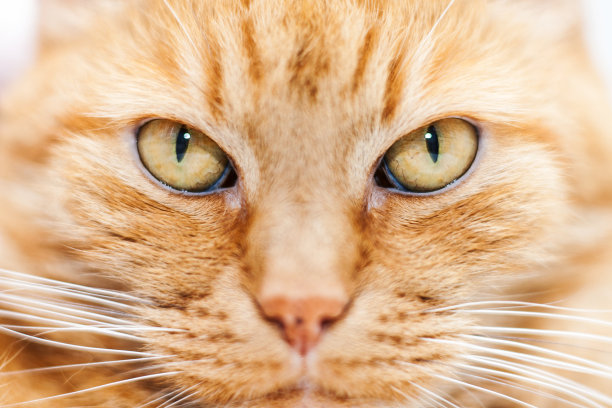 老红猫图片下载