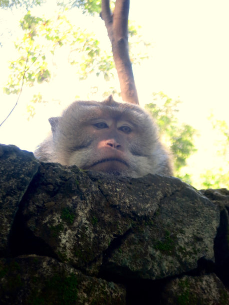 印尼的悲伤猴子图片下载