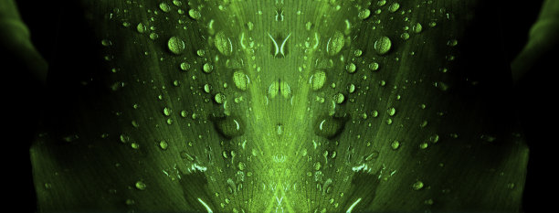 叶子反射图片下载