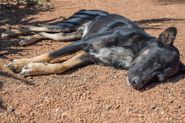 狗睡在地上图片下载