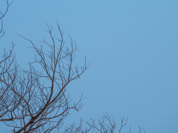 以蓝天为背景的秃树图片下载