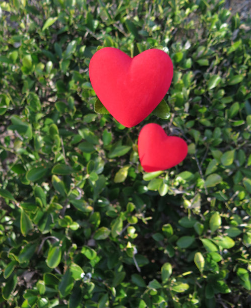 绿叶上的两颗心图片下载