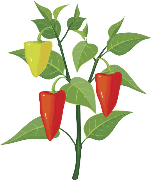 胡椒植物图片下载