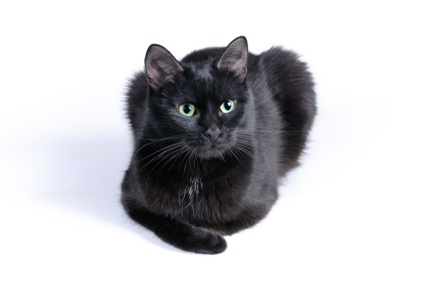 黑猫躺在白底上图片下载