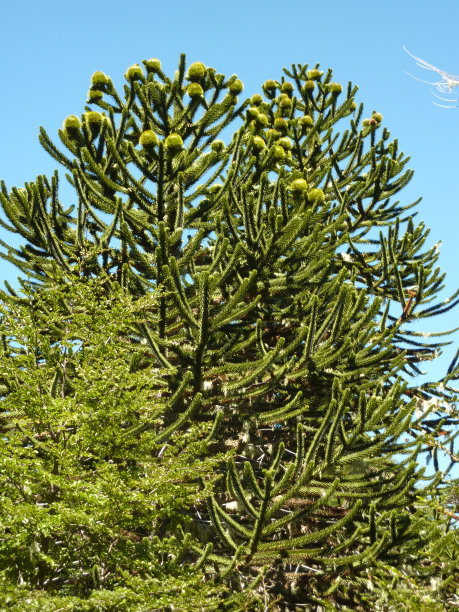 智利松树或猴拼图树，南洋杉图片下载