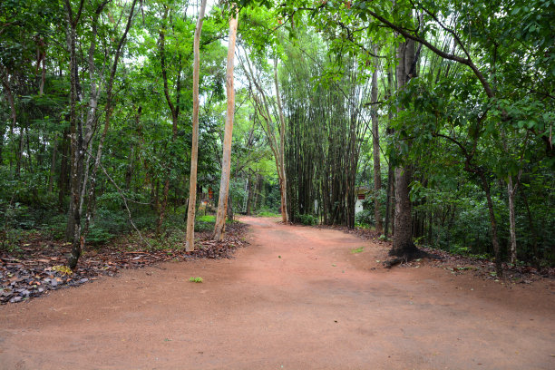 丛林中的森林之路图片下载