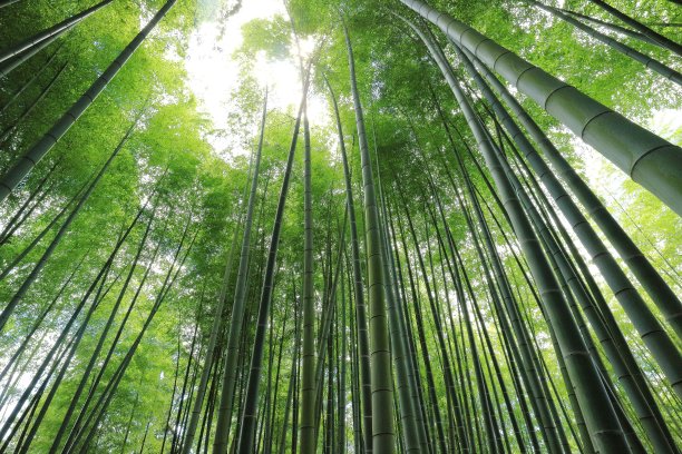 京都竹林图片下载