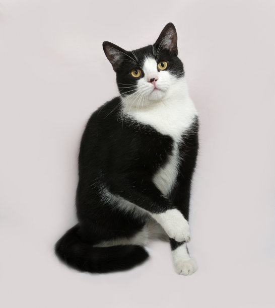黑白相间的猫坐在灰色上图片下载